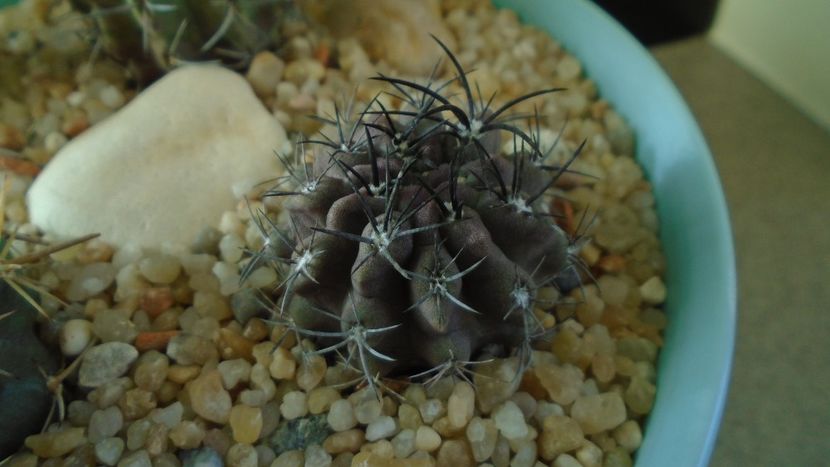 Eriosyce (Neoporteria) crispa v. huascensis - Cactusi 2019 final - catalogare 1