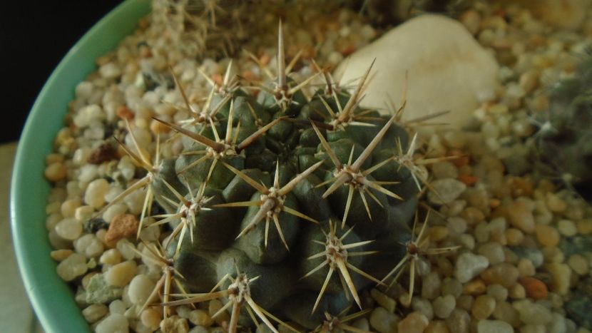 Eriosyce (Neoporteria) curvispina ssp. tuberisulcata - Cactusi 2019 final - catalogare 1