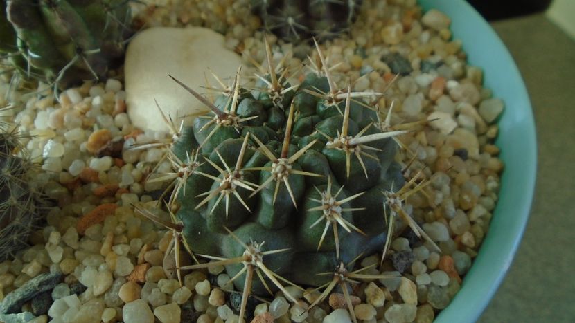Eriosyce (Neoporteria) curvispina ssp. tuberisulcata - Cactusi 2019 final - catalogare 1