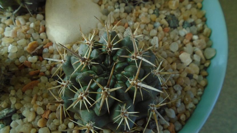 Eriosyce (Neoporteria) curvispina ssp. tuberisulcata - Cactusi 2019 final - catalogare 1