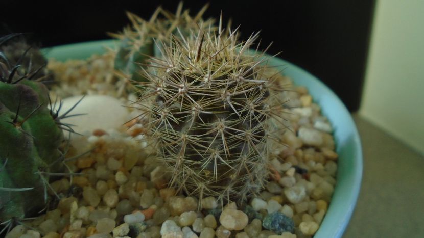 Eriosyce (Neoporteria) subgibbosa - Cactusi 2019 final - catalogare 1