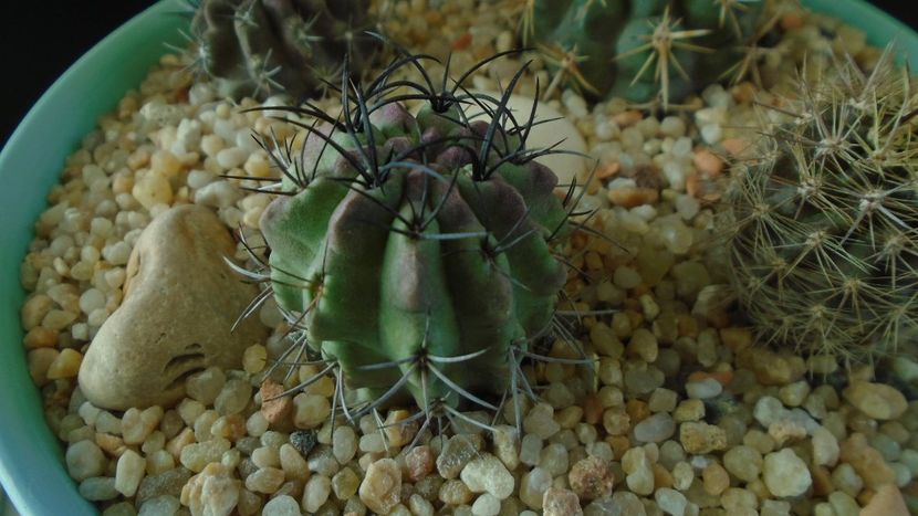 Eriosyce (Neoporteria) taltalensis ssp. paucicostata f. viridis - Cactusi 2019 final - catalogare 1