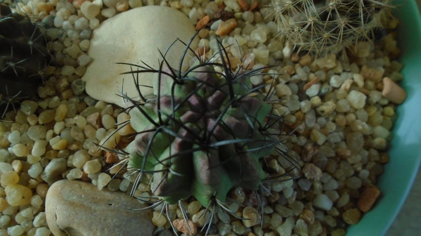 Eriosyce (Neoporteria) taltalensis ssp. paucicostata f. viridis - Cactusi 2019 final - catalogare 1