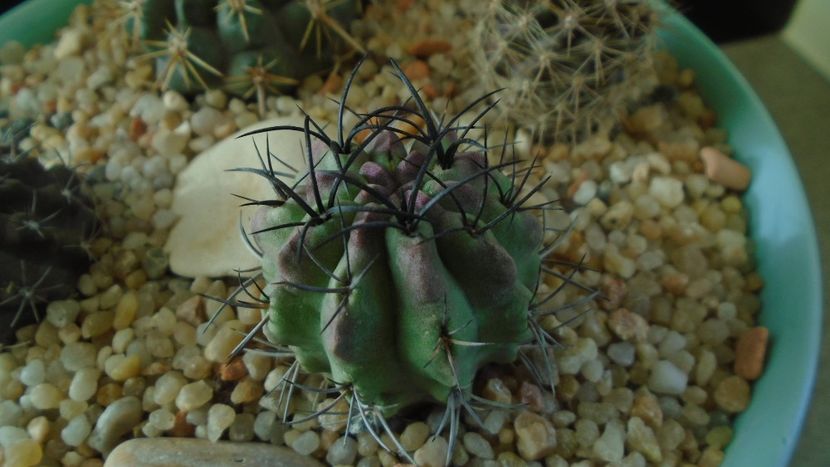 Eriosyce (Neoporteria) taltalensis ssp. paucicostata f. viridis - Cactusi 2019 final - catalogare 1