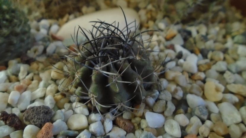 Eriosyce (Neoporteria) crispa v. huascensis - Cactusi 2019 final - catalogare 1