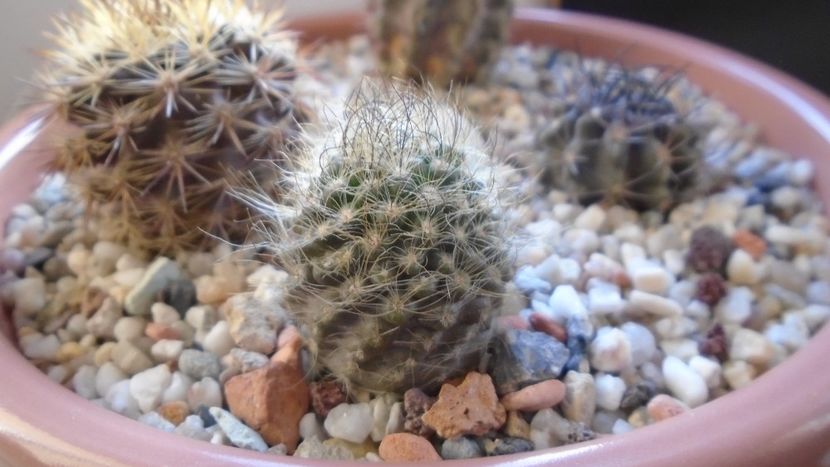 Eriosyce senilis (Neoporteria nidus) - Cactusi 2019 final - catalogare 1