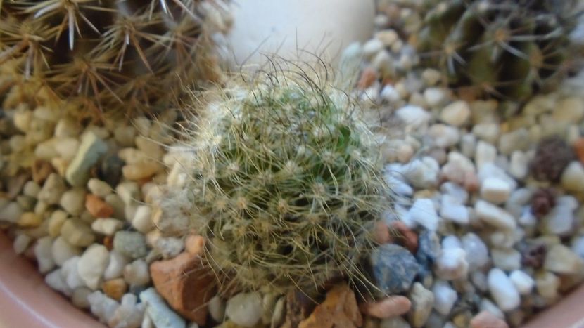 Eriosyce senilis (Neoporteria nidus) - Cactusi 2019 final - catalogare 1