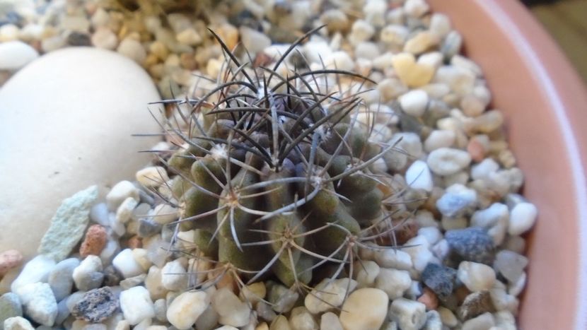 Eriosyce (Neoporteria) crispa v. huascensis - Cactusi 2019 final - catalogare 1