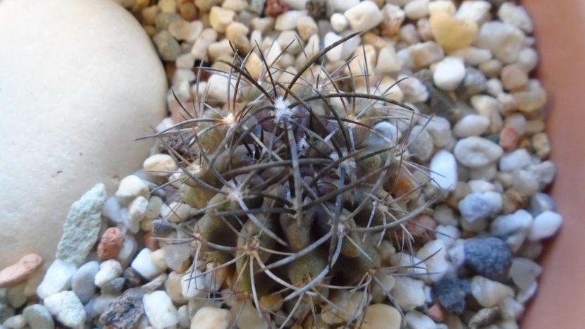 Eriosyce (Neoporteria) crispa v. huascensis - Cactusi 2019 final - catalogare 1