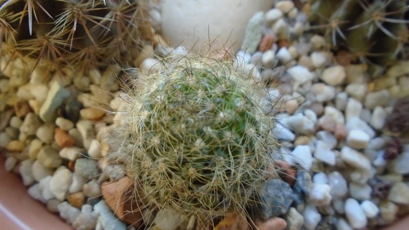 Eriosyce senilis (Neoporteria nidus) - Cactusi 2019 final - catalogare 1