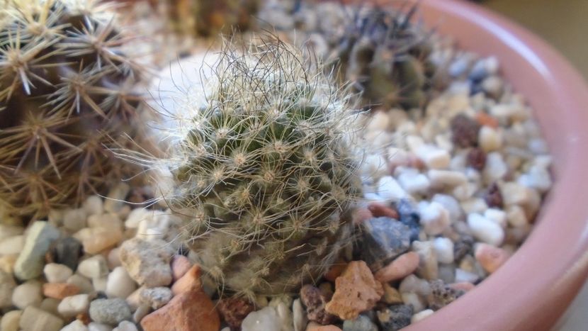 Eriosyce senilis (Neoporteria nidus) - Cactusi 2019 final - catalogare 1