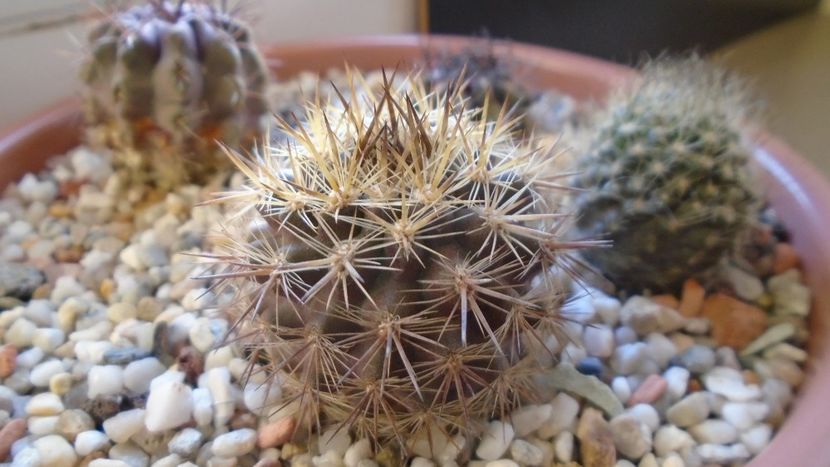 Eriosyce (Neoporteria) subgibbosa - Cactusi 2019 final - catalogare 1