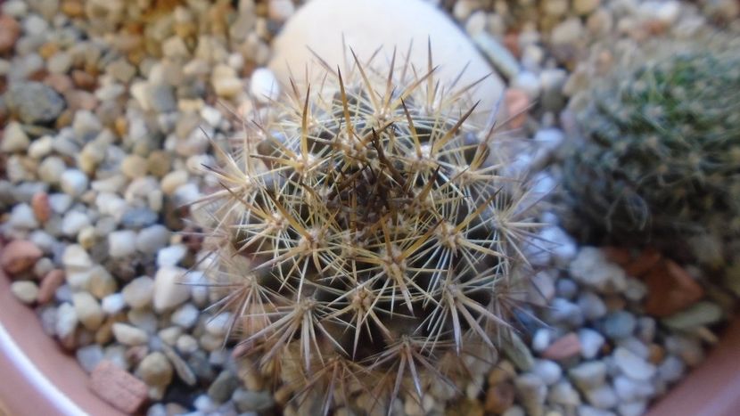Eriosyce (Neoporteria) subgibbosa - Cactusi 2019 final - catalogare 1