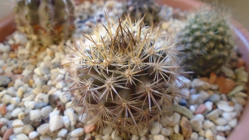 Eriosyce (Neoporteria) subgibbosa - Cactusi 2019 final - catalogare 1