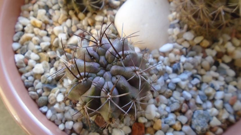 Eriosyce (Neoporteria) taltalensis ssp. paucicostata - Cactusi 2019 final - catalogare 1