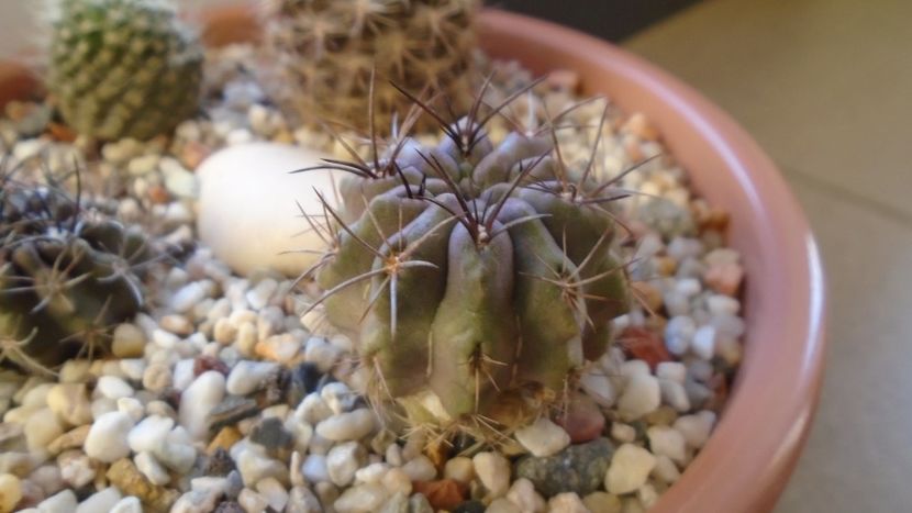 Eriosyce (Neoporteria) taltalensis ssp. paucicostata - Cactusi 2019 final - catalogare 1