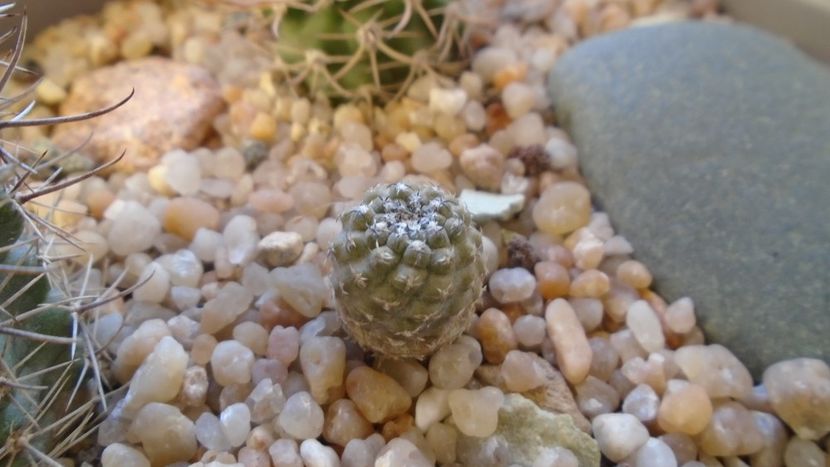 Eriosyce curvispina v. robusta (Pyrrhocactus andicola) - Cactusi 2019 final - catalogare 1