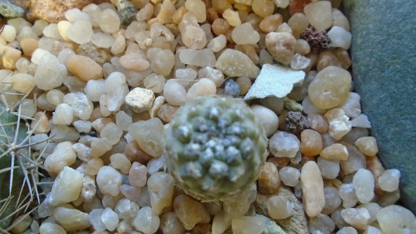 Eriosyce curvispina v. robusta (Pyrrhocactus andicola) - Cactusi 2019 final - catalogare 1