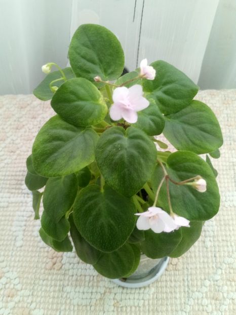 2 ian - Ramblin Silver