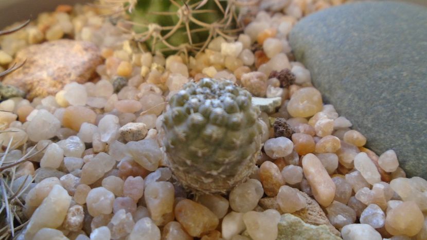 Eriosyce curvispina v. robusta (Pyrrhocactus andicola) - Cactusi 2019 final - catalogare 1