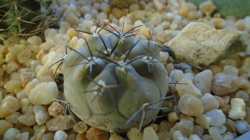 Eriosyce (Pyrrhocactus) villicumensis - Cactusi 2019 final - catalogare 1
