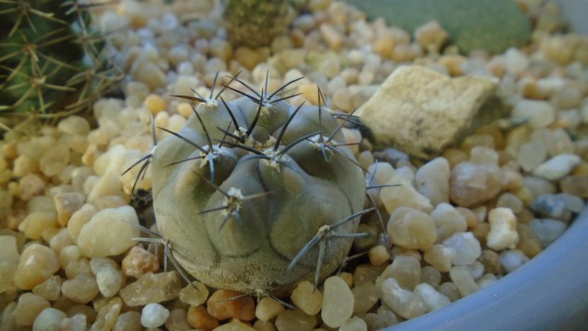 Eriosyce (Pyrrhocactus) villicumensis - Cactusi 2019 final - catalogare 1