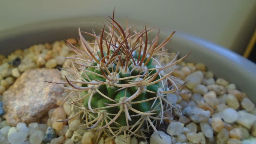 Eriosyce (Pyrrhocactus) bulbocalyx - Cactusi 2019 final - catalogare 1