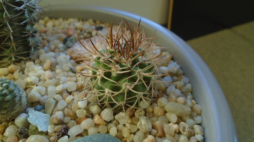 Eriosyce (Pyrrhocactus) bulbocalyx - Cactusi 2019 final - catalogare 1