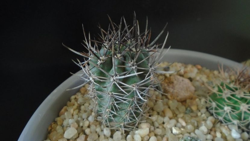 Eriosyce kattermannii (Pyrrhocactus andreaeanus) - Cactusi 2019 final - catalogare 1
