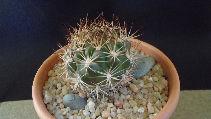 Weingartia lanata (Rebutia neocumingii) - Cactusi 2019 final - catalogare 1