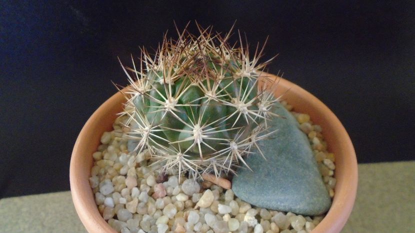 Weingartia lanata (Rebutia neocumingii) - Cactusi 2019 final - catalogare 1