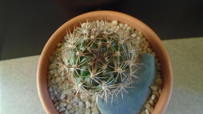 Weingartia lanata (Rebutia neocumingii) - Cactusi 2019 final - catalogare 1