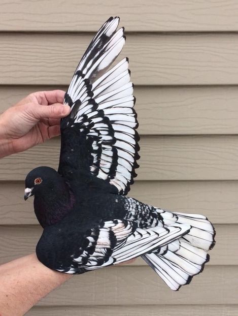 e1da062762ed3385545acfcfac53777f - Culori rare