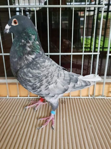 received_730406073992508 - Culori rare