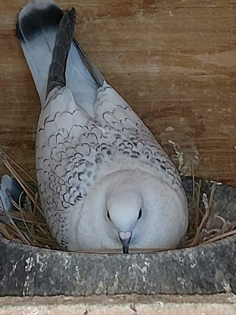 received_1852714451474306 - Culori rare