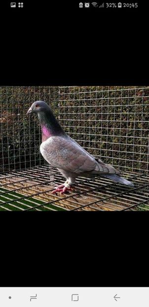 Screenshot_20180914-204521_Facebook - Culori rare