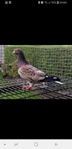 Screenshot_20180914-204544_Facebook - Culori rare