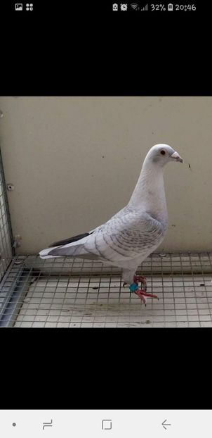 Screenshot_20180914-204607_Facebook - Culori rare