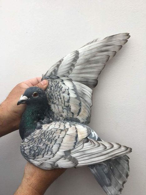 received_1715533248525761 - Culori rare