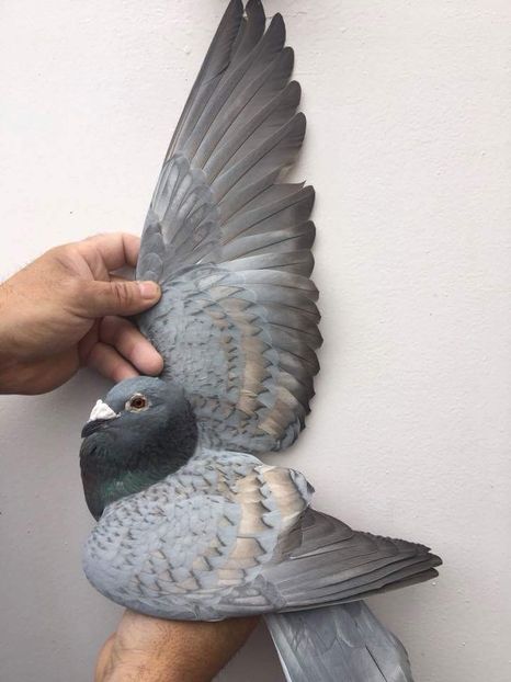 received_1715533251859094 - Culori rare