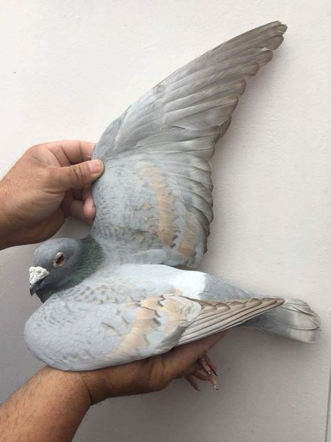 received_1715533255192427 - Culori rare