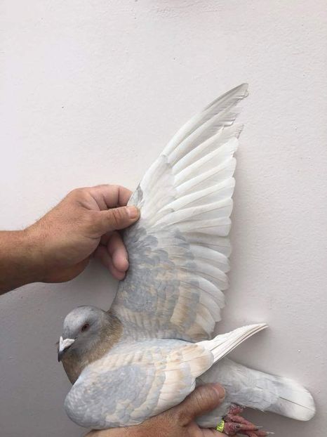 received_1715533261859093 - Culori rare