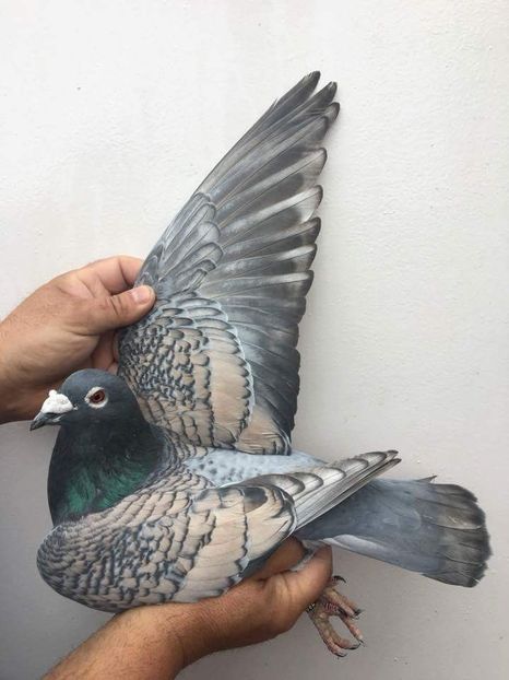 received_1715533265192426 - Culori rare