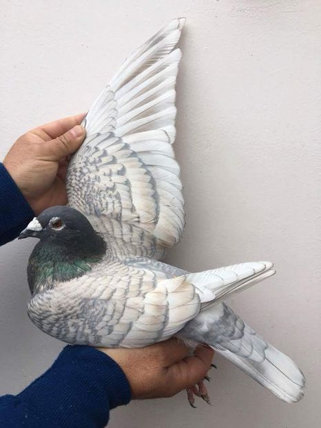 received_1715533275192425 - Culori rare