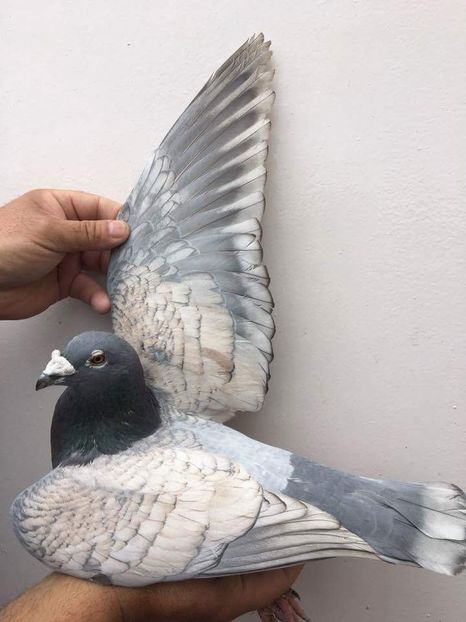 received_1715533258525760 - Culori rare