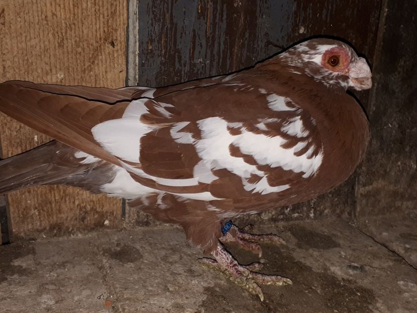  - I _ carunculați 2019