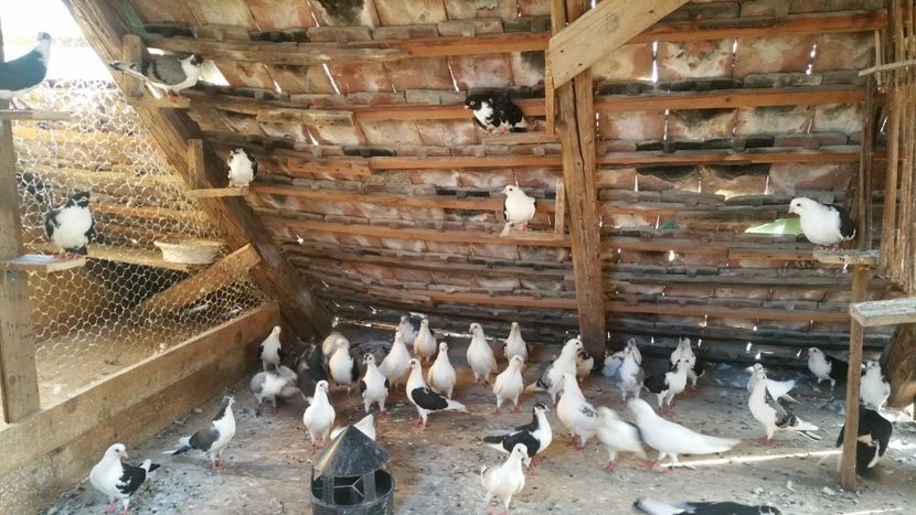  - -Matca 2019 jucatori de galati