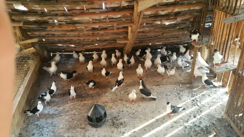  - -Matca 2019 jucatori de galati