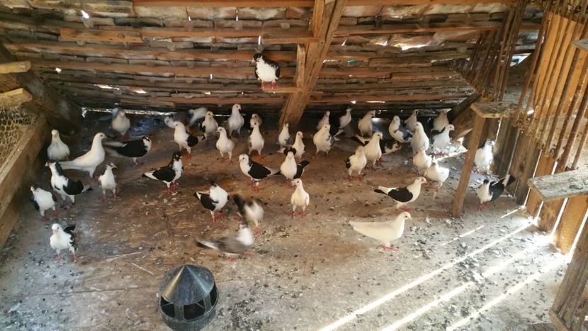  - -Matca 2019 jucatori de galati