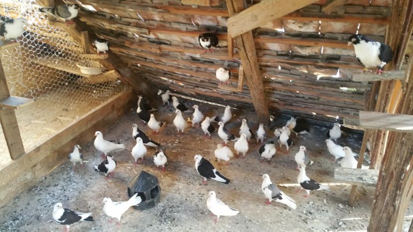  - -Matca 2019 jucatori de galati